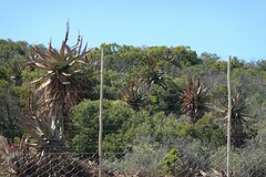 Aloe ferox