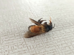 Apis dorsata