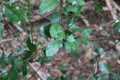 Rhamnus alaternus