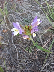 Babiana patula