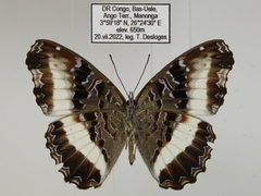 Eurytela hiarbas hiarbas