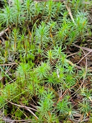 Polytrichum juniperinum