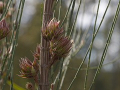 Allocasuarina