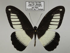 Papilio cynorta