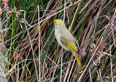 Ptilotula penicillata