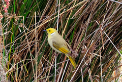 Ptilotula penicillata