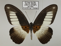 Papilio cynorta