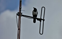 Corvus albus