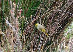 Ptilotula penicillata