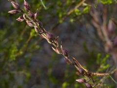 Allocasuarina