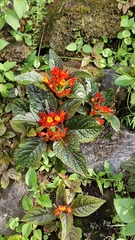 Chrysothemis pulchella