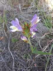 Babiana patula