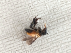 Apis dorsata