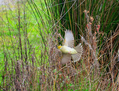 Ptilotula penicillata