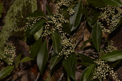 Elaeocarpus obovatus