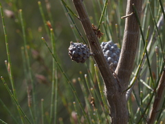 Allocasuarina