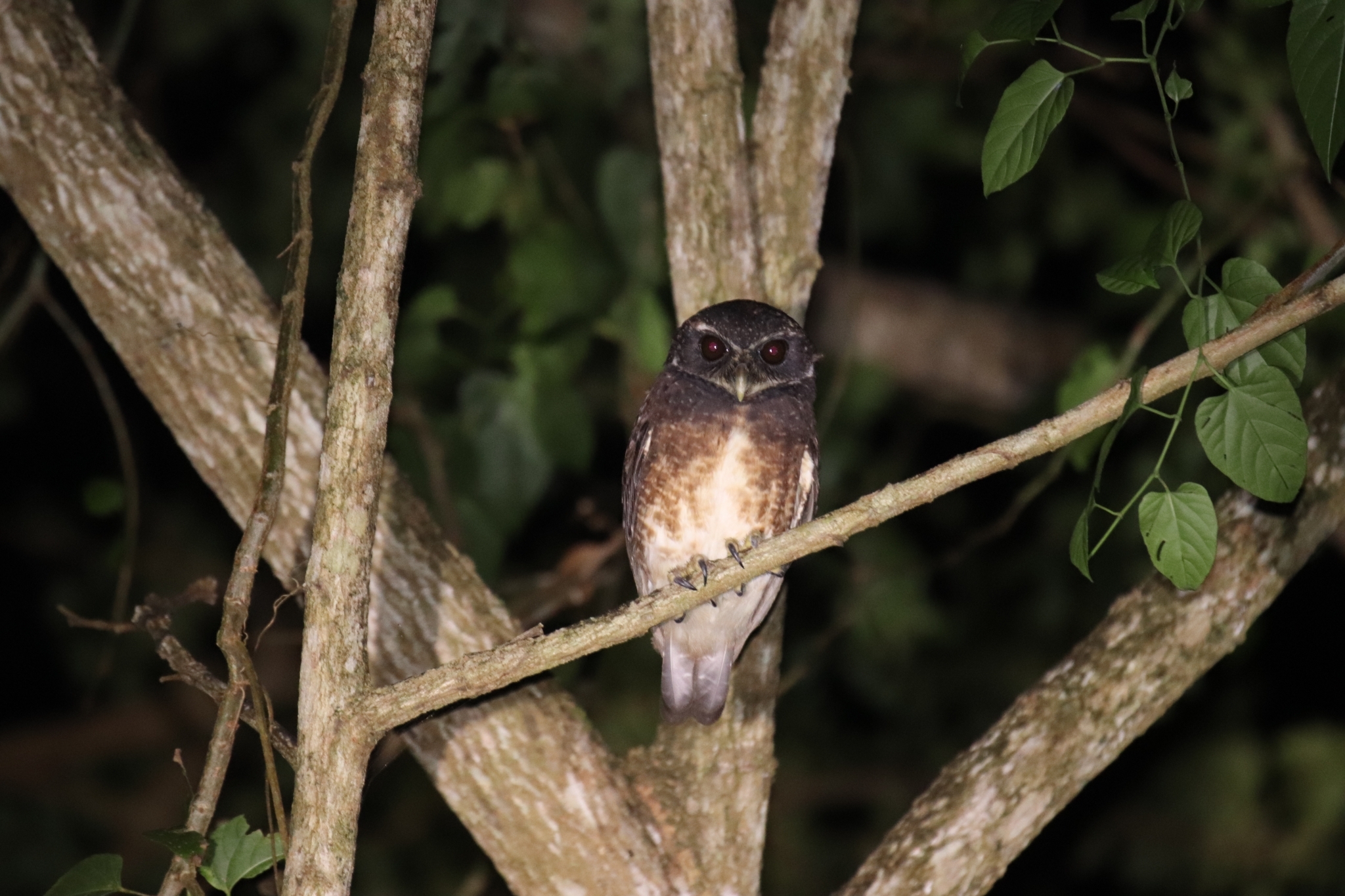 Speckled Boobook (Ninox punctulata), photo 3