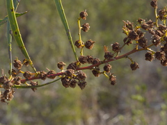 Acacia gladiiformis