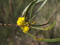 Acacia gladiiformis