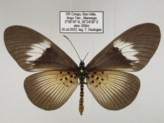 Acraea umbra macarioides