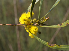 Acacia gladiiformis