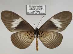 Acraea umbra macarioides