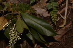 Elaeocarpus obovatus