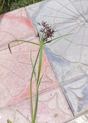 Cyperus rotundus