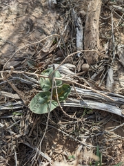 Nyctaginia capitata