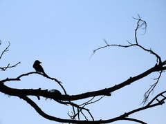 Dicrurus macrocercus harterti