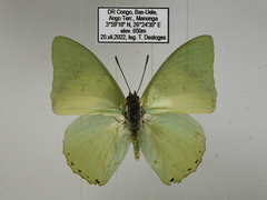 Charaxes minor minor