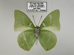 Charaxes minor minor