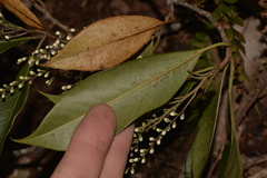 Elaeocarpus obovatus