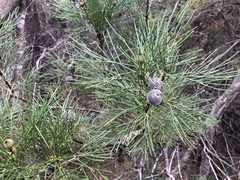 Isopogon anethifolius