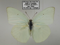 Catopsilia florella
