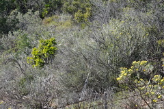 Tylecodon paniculatus