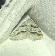 Digrammia continuata