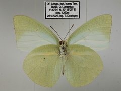 Catopsilia florella