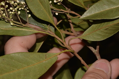 Elaeocarpus obovatus