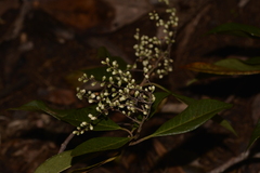 Elaeocarpus obovatus