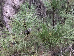 Isopogon anethifolius
