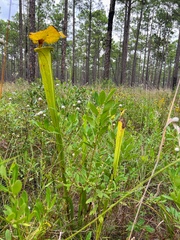 Sarracenia flava