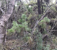 Isopogon anethifolius