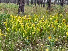 Sarracenia flava