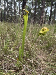 Sarracenia flava