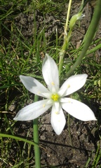 Ornithogalum