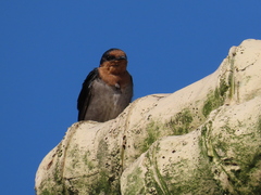 Hirundo tahitica