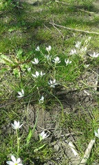 Ornithogalum