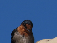 Hirundo tahitica