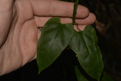 Clematis glycinoides